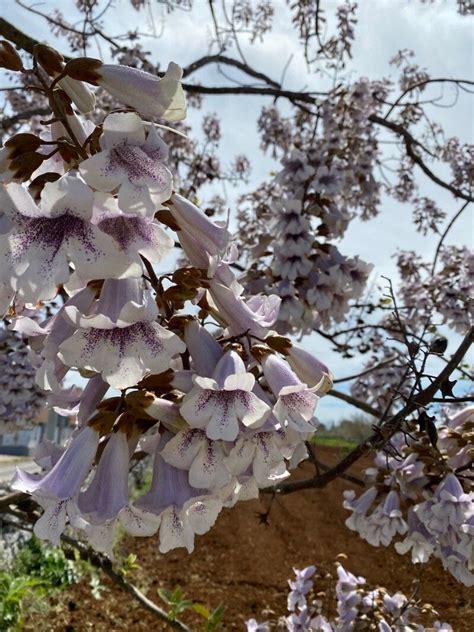 泡桐|Paulownia